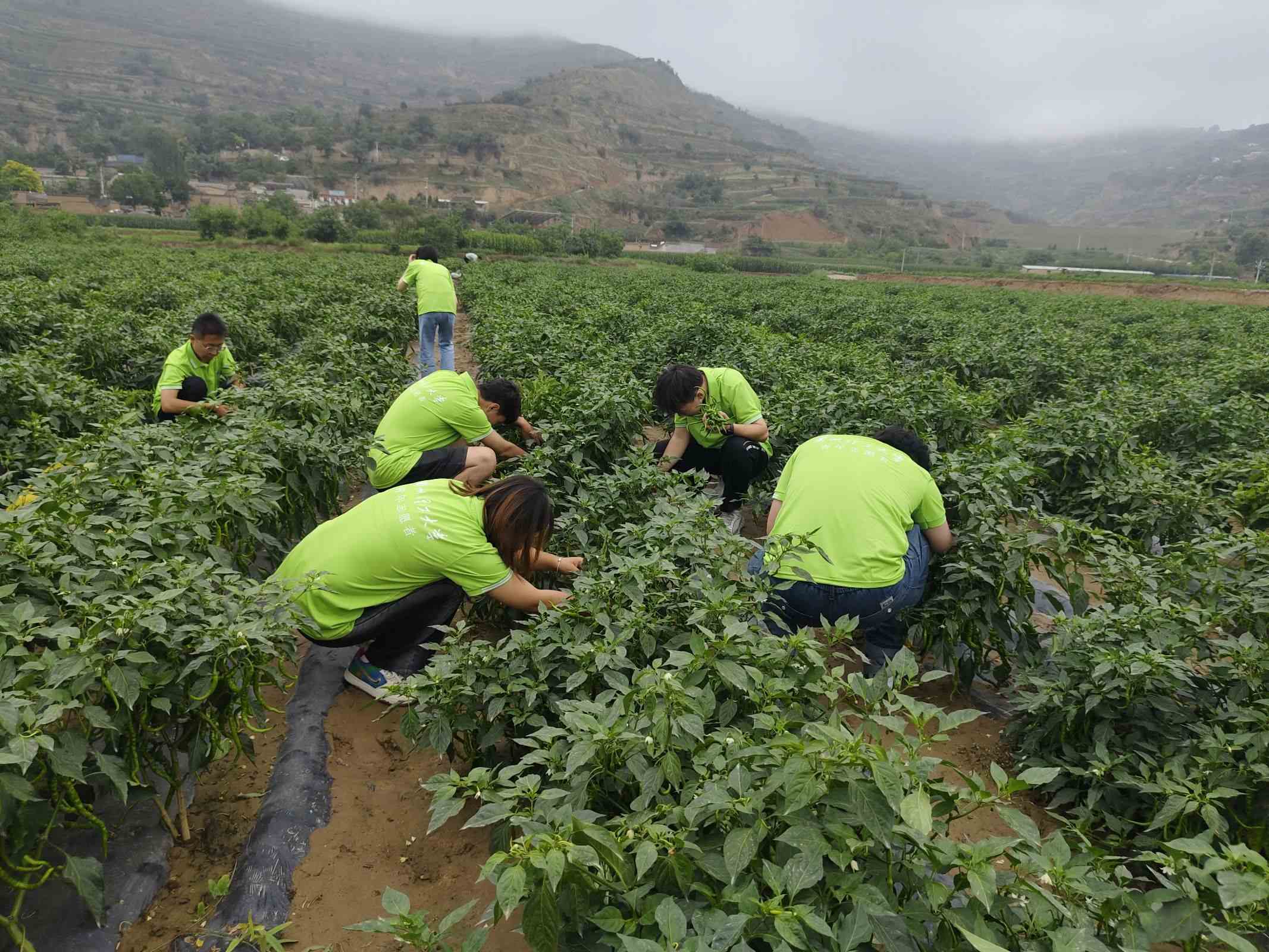 图4-实践团队走进辣椒种植基地并帮助基地采摘辣椒
