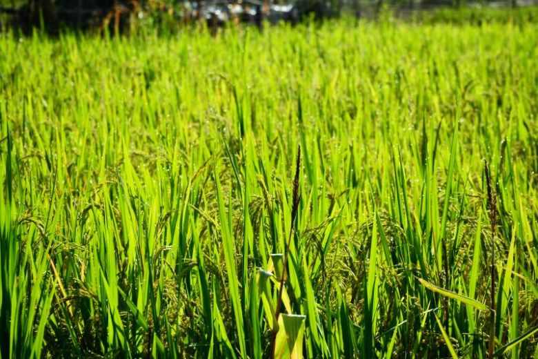 �ഺ����������ˣ��㹤ѧ�����ڹ滮�¶���δ��ͼ��