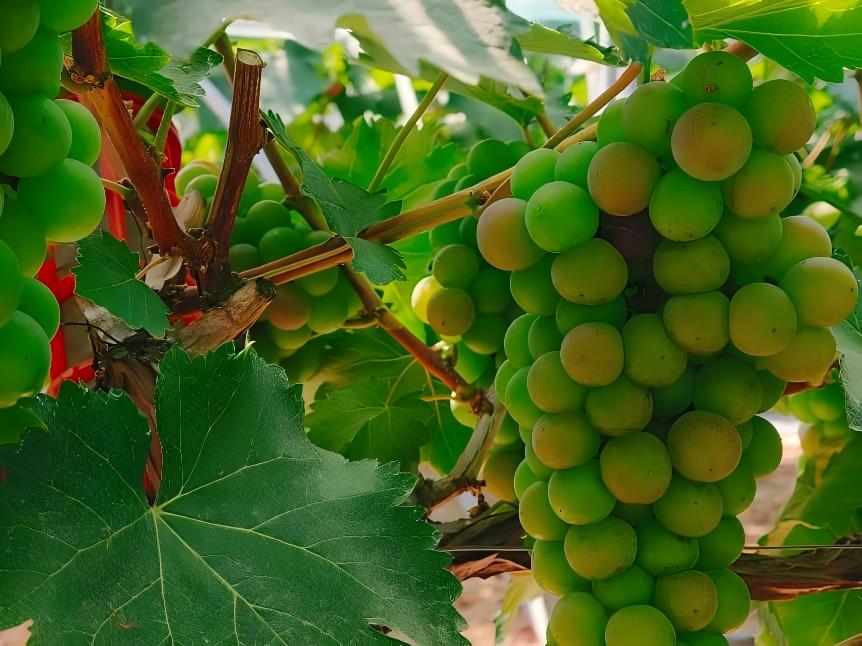 ����ͷ�ʡ��ǡ��ƣ������Ÿ�ͬ��ȡ��