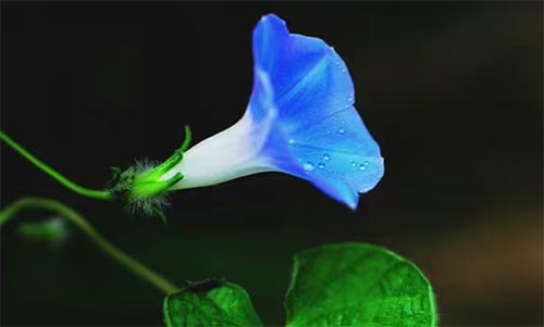 ǣţıԹ