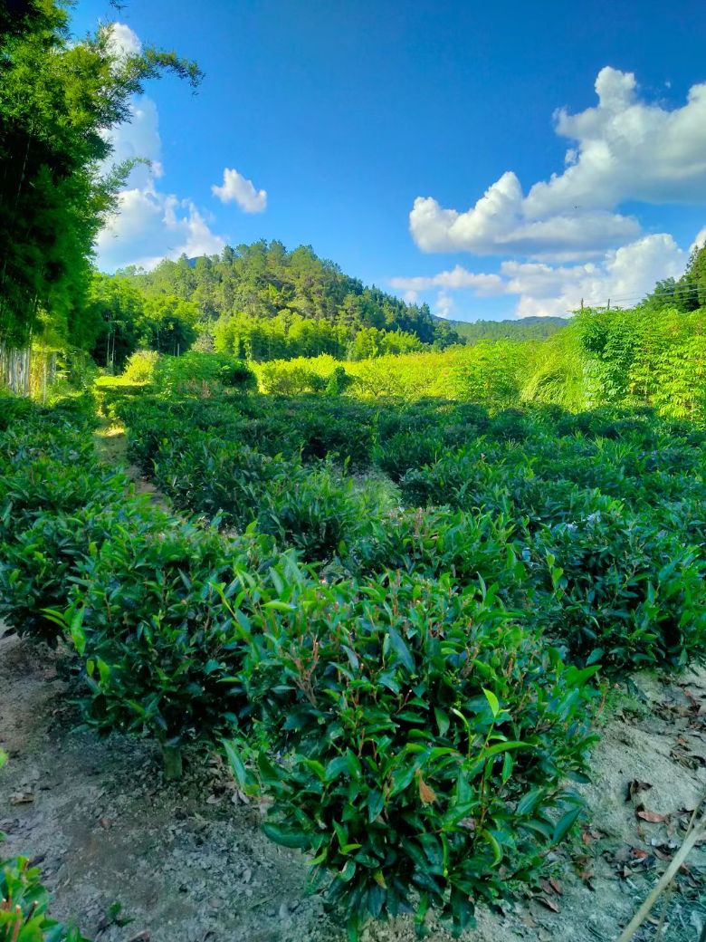  �����ա����Ļ����IP��Ƶ�����������Ƭ