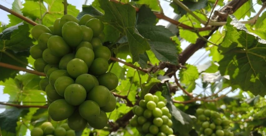 �ϲ�ѧ���������ʵ�������ഺʵ��̽��ũ·���Ƽ����ܻ�����ͼ