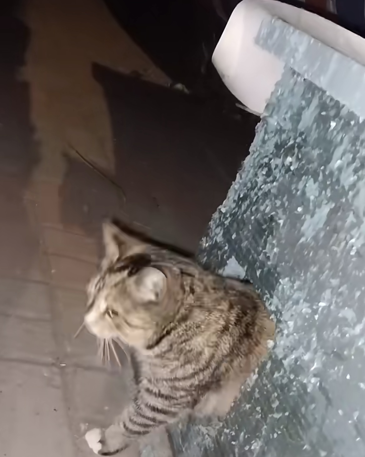 ɫʣð