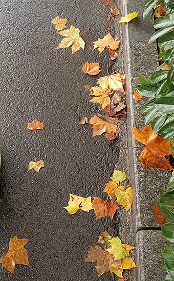̸̸Ĺ