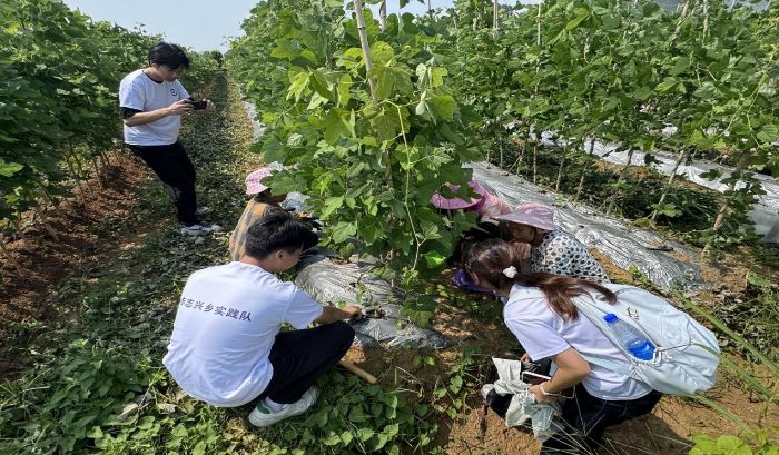 ͼƬΪ����ѧ����ũ��Ʒ��ֲ��ѧϰ�����ֲ���顣  �׺ó�ͨѶԱ��