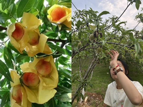 ���ũҵ�Ų�����������Ρ���������ɽˮ���Ҳ�ҵʵ��������������​