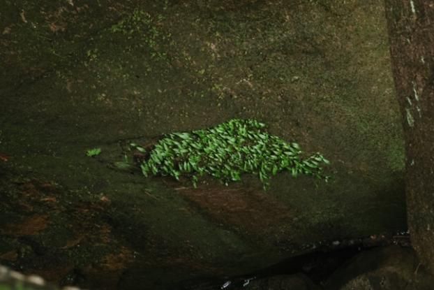 ������ҽҩ��ѧ̫��ɽ�ƿ�����Ҫ����  ��ϡ��������Ⱥչ����̬������ֵ