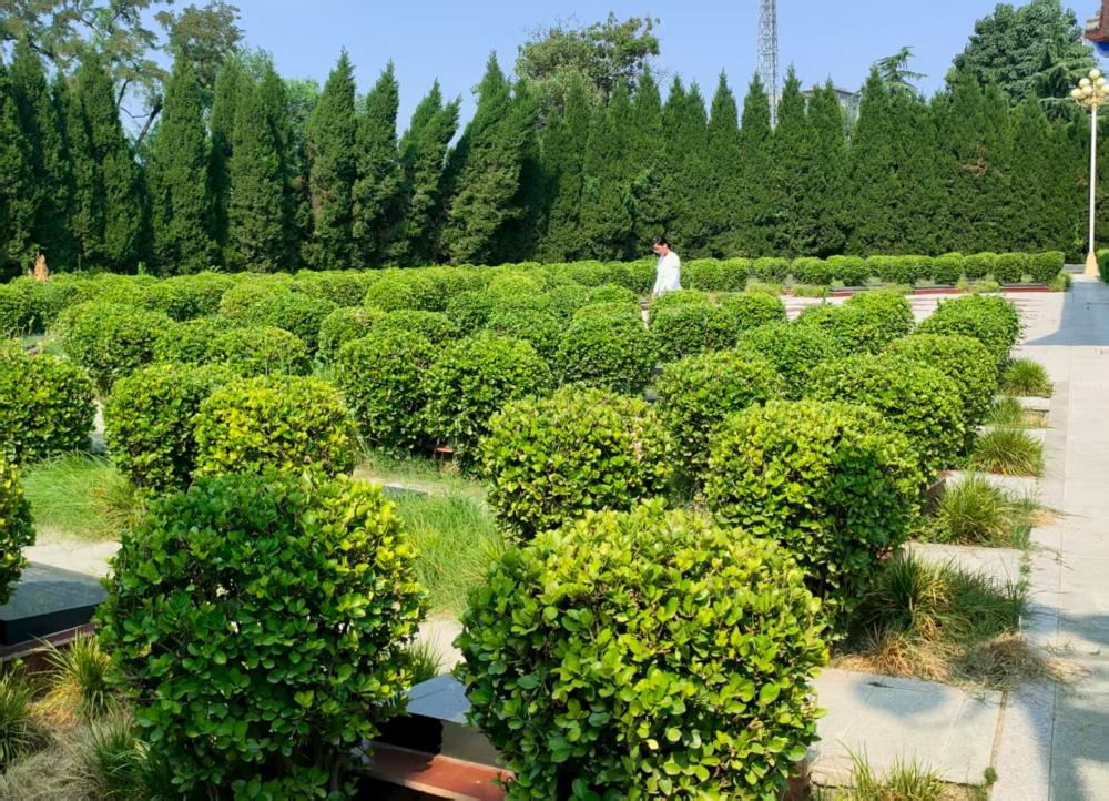 ������ɫѪ��������Ӣ�Ҿ���