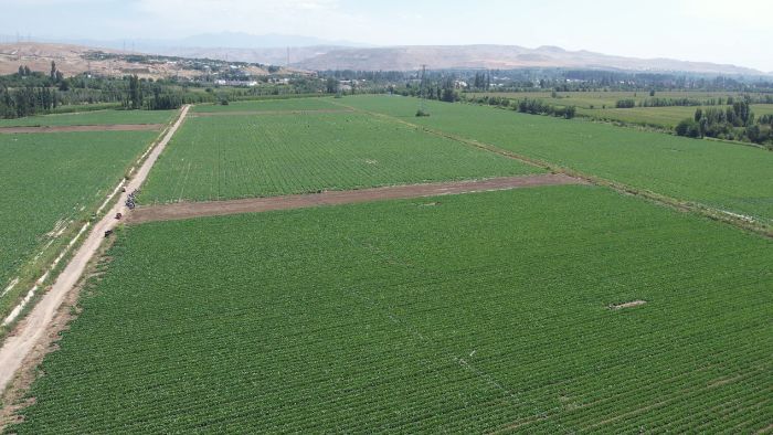 ����ѧԺ���ž����硱�Ŷ�ǰ���½���������ֲ��ҩ����ֲ�ӹ����ص���