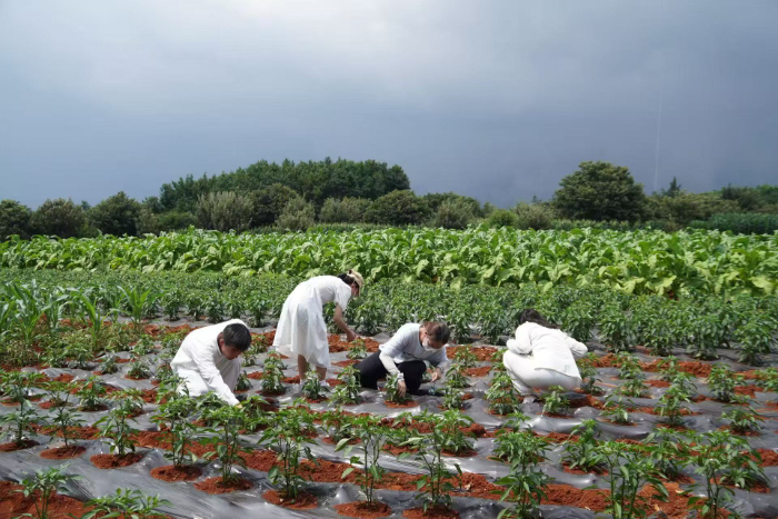 ��Ӱ:�ο���  è�����������β�