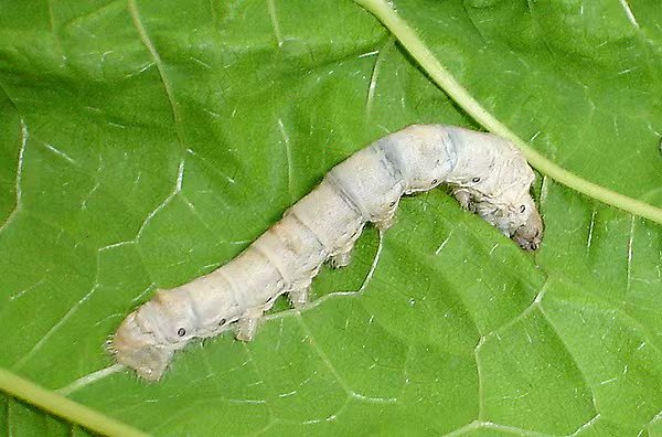 ��Ұ���������飬����ѧ�Ӽ�ʹ��