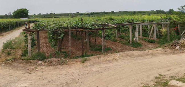 ���Ǹ��ܽ��� �ഺ�����ˡ�������ũ�ֿƼ���ѧ����ѧ���߽��������е�������ũҵ