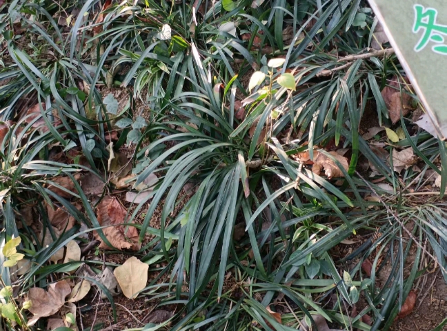 Ѱ�ò�ľ���������ɽ��ޱ䡪��������ҩ��������ʵ���ӵ�ʮһʡ�㼣