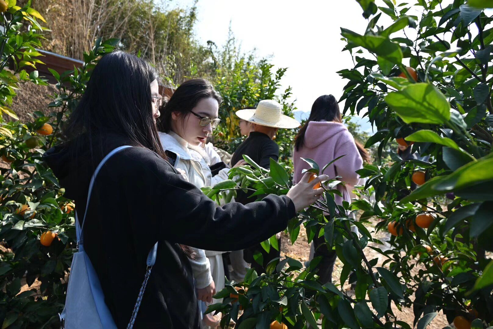 ��֦��˶�� ����ӳ���ˡ�������ʵ����ר�ø����ũ�ļ��������