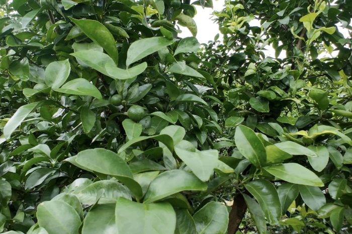 �ഺ��ũ����ʱ���������ͻ���������Ļ��԰���Բ��溦���к�ʵ��ũ����