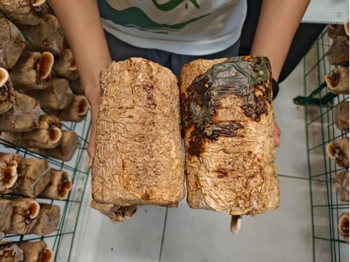 �Ƽ�������֥��ҵУ����������·���������ͿƼ�����չ��ѧ��ʵѵ