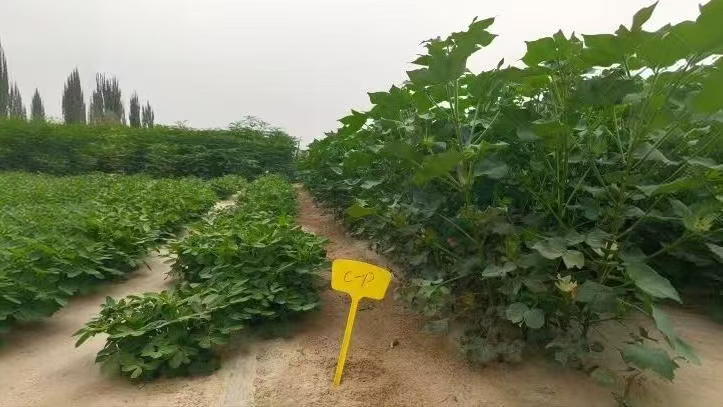 �������ͷ������Ƽ�СԺ�����������ģʽ�������Ͻ���ɫũҵ����