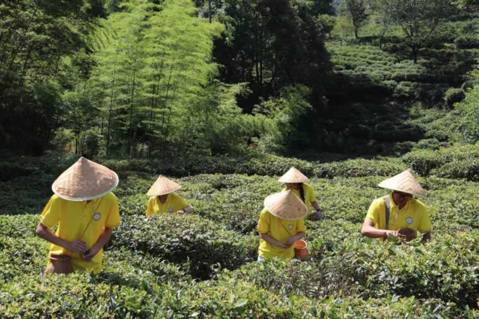 图为团队成员在茶园亲手采茶。吴勉 供图