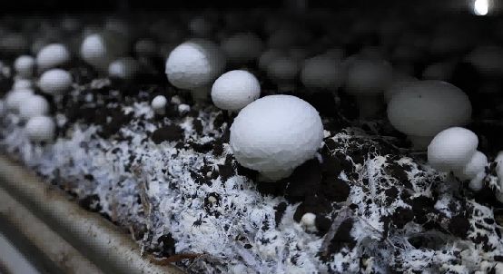 图为实践队员参观叶县食用菌科技产业园智慧菇房,拍摄菌菇生长情况。裴星雨供图
