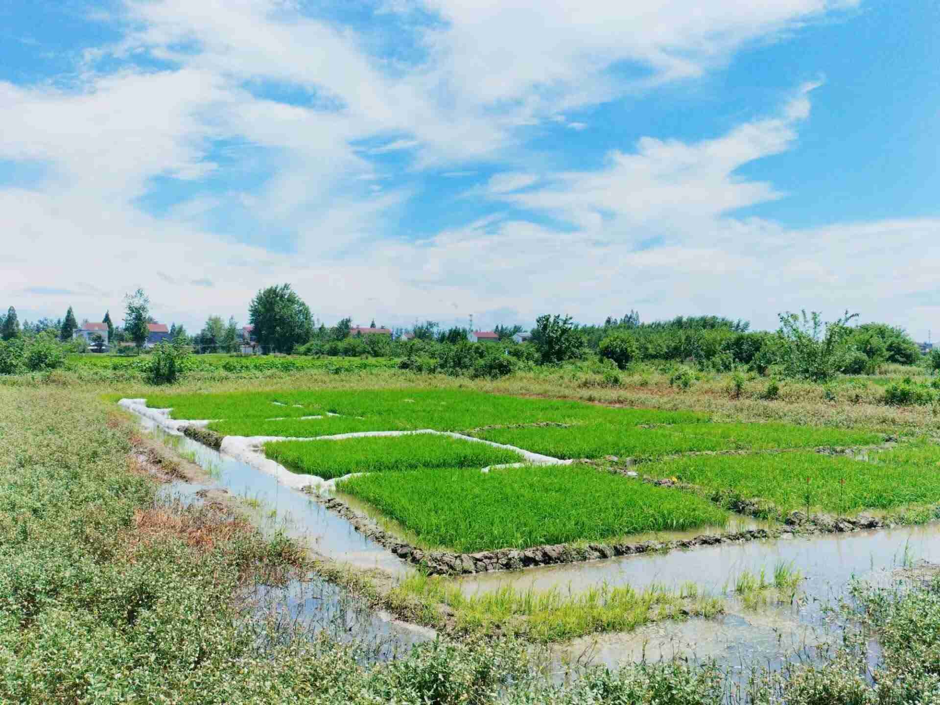稻虾种养基地田间风貌