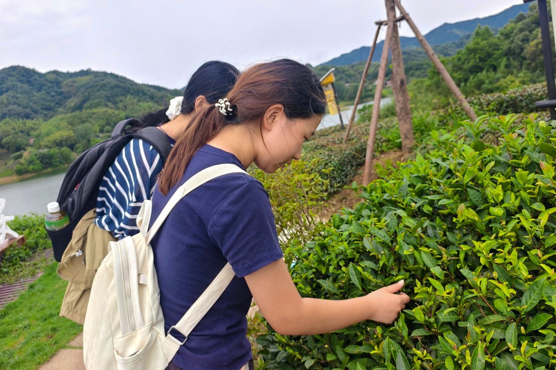 图1:实践团成员在六安西茶谷茶园实地观察茶树长势 王慧轩摄